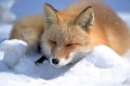 Red fox in Shiretoko.jpg